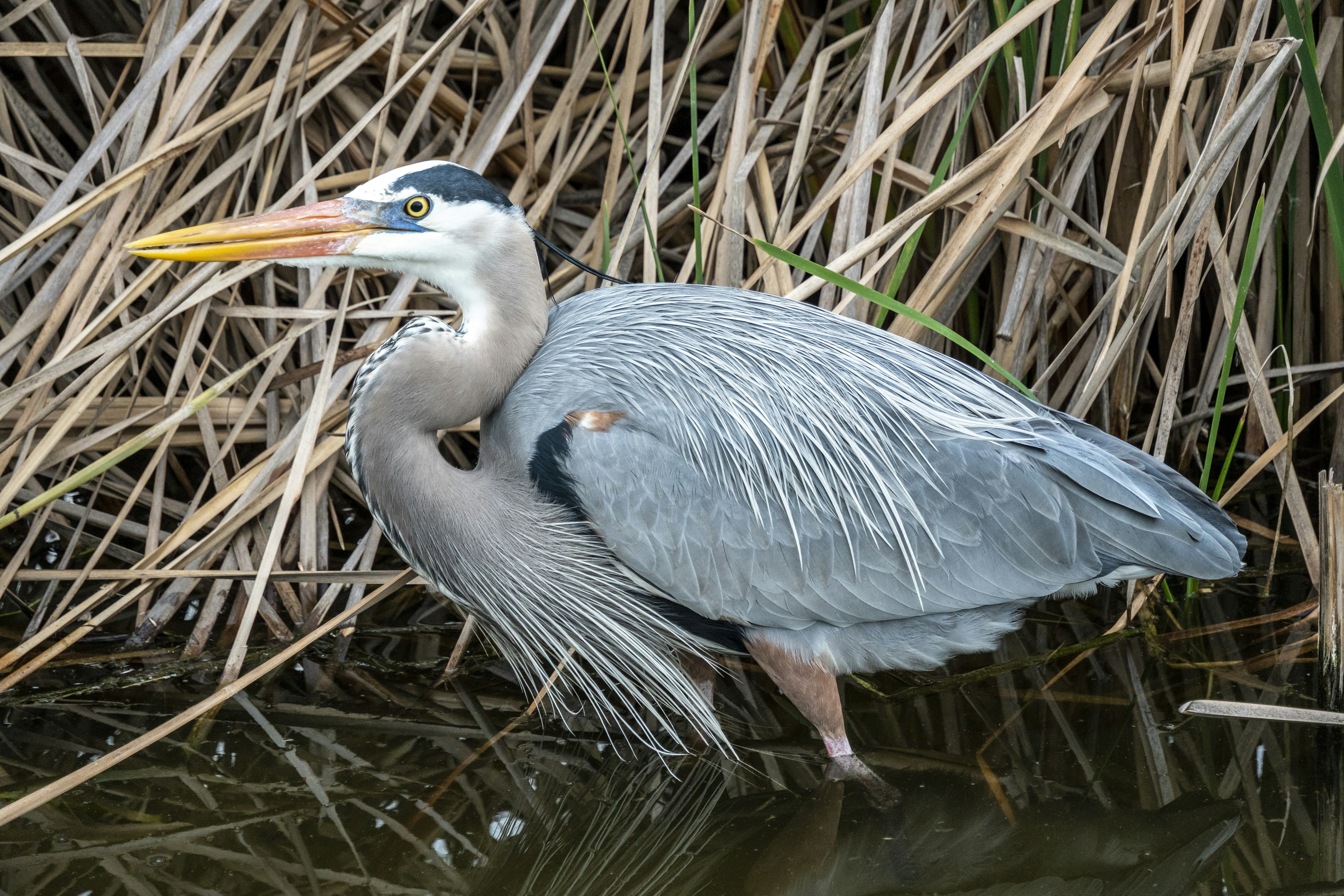 Un pájaro con un pico largo parado en un cuerpo de agua