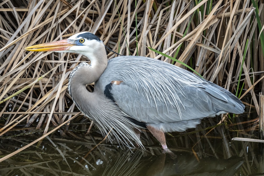 a bird with a long beak standing in a body of water