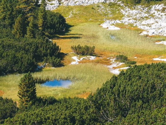 A lush, green landscape featuring dense pine trees and small pools of water surrounded by grassy areas. The terrain is rugged with patches of exposed rock, and the scene is bathed in natural sunlight.