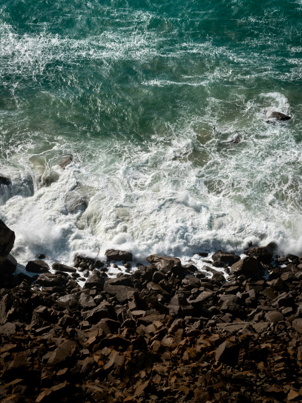 a bird is sitting on a rock near the ocean