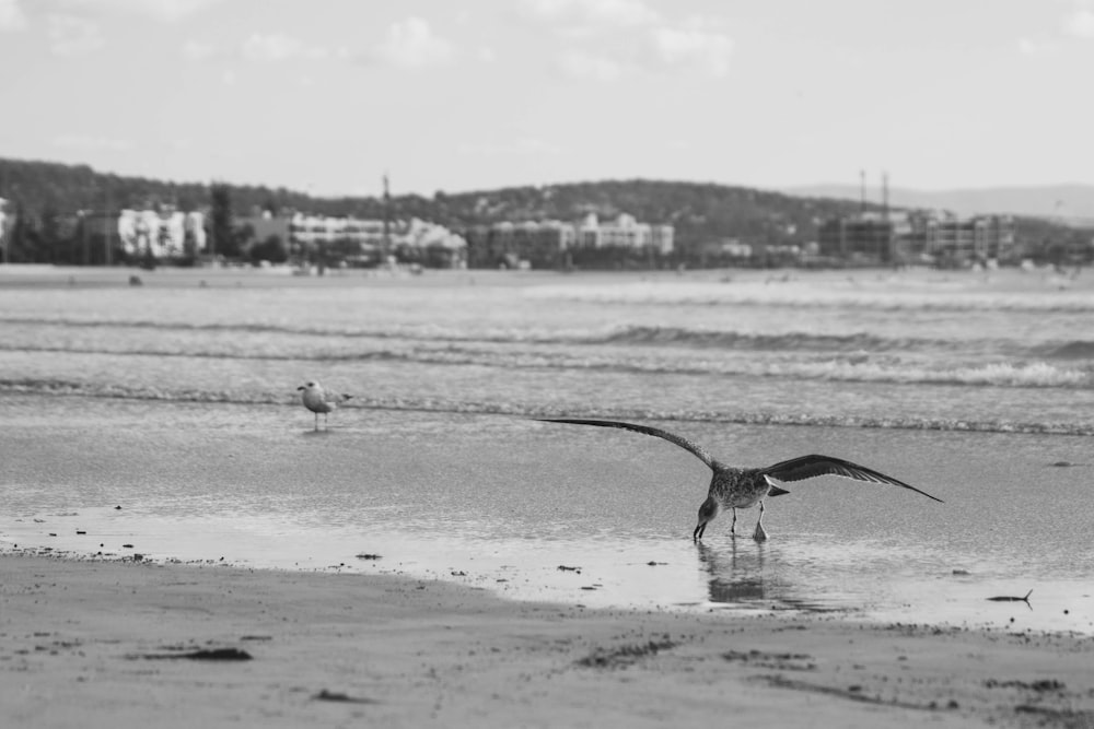 a black and white photo of a bird on the beach