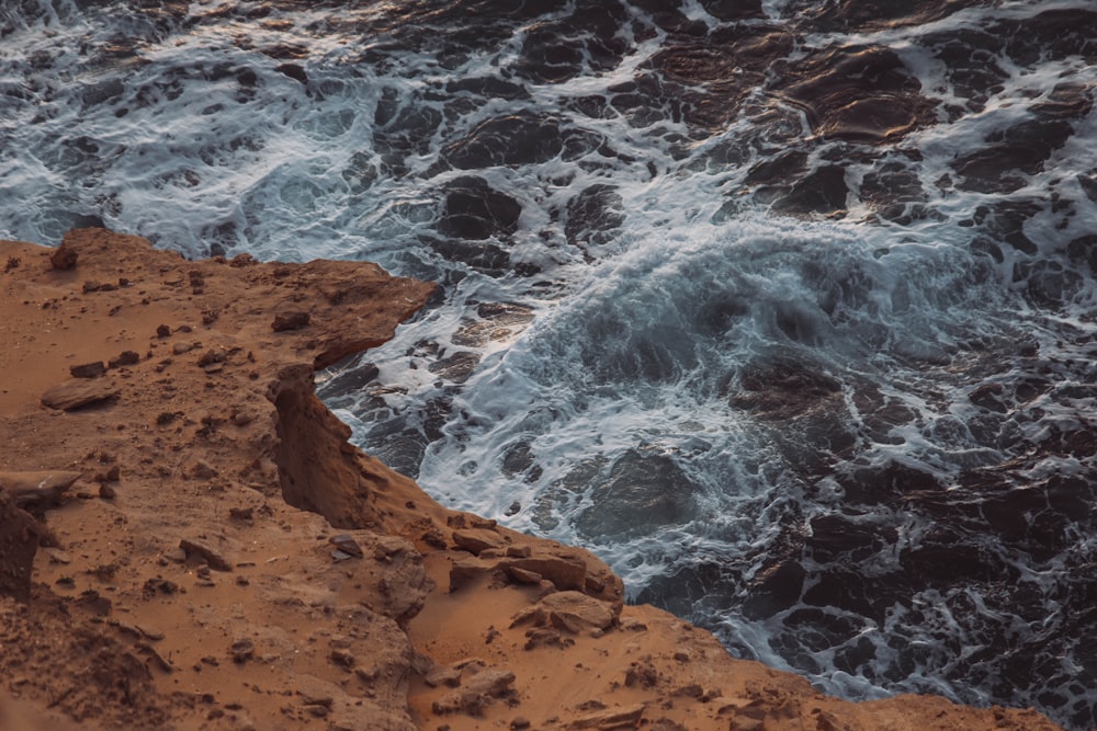 a bird is sitting on a rock near the ocean