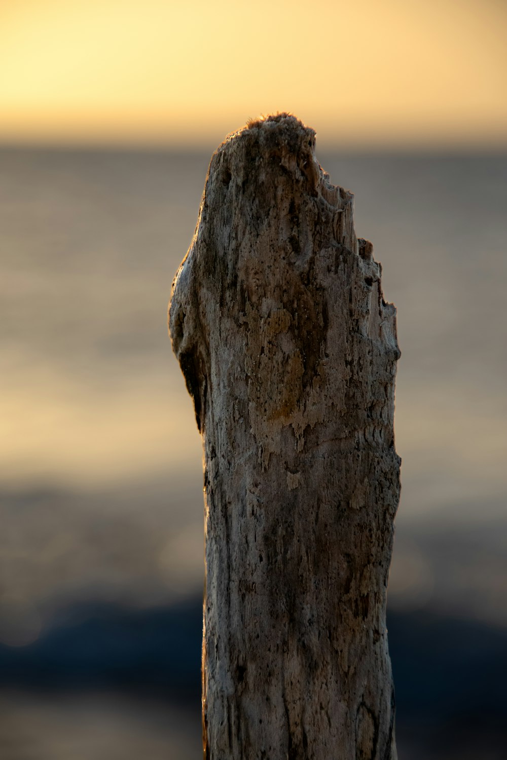 a close up of a piece of wood with water in the background