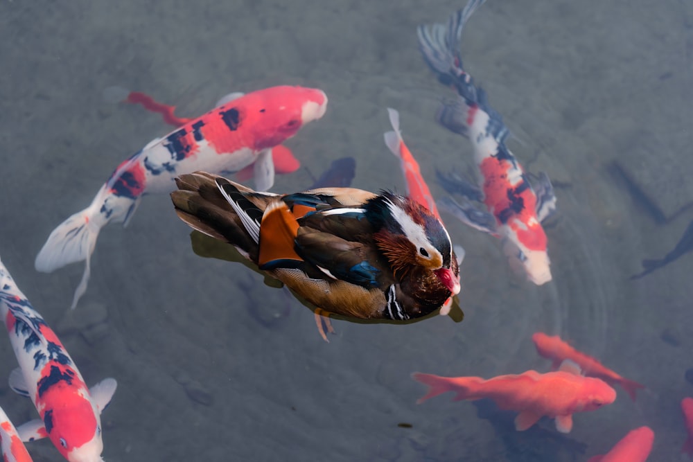 a bunch of fish that are in the water