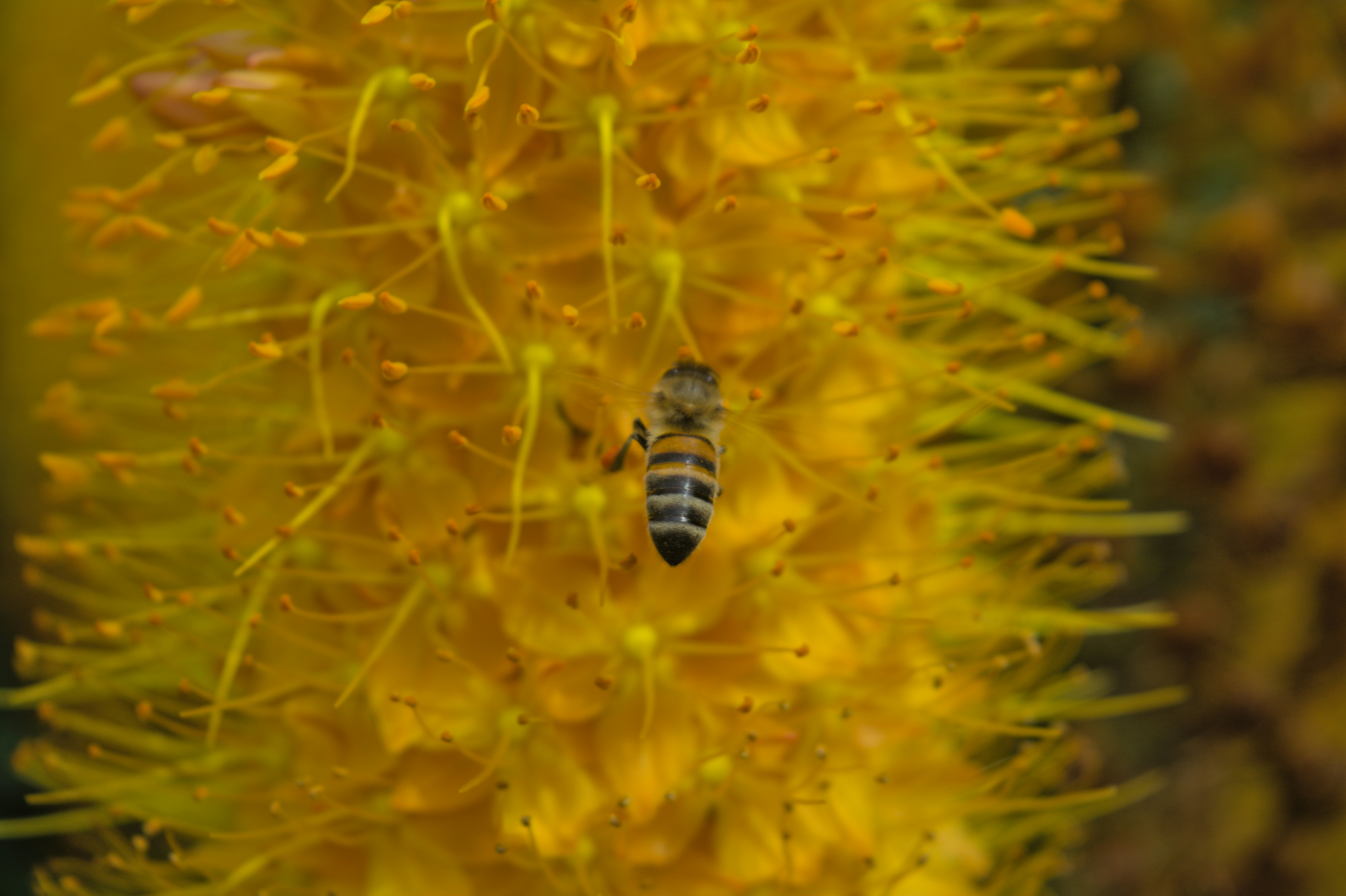 Un primo piano di un'ape su un fiore giallo