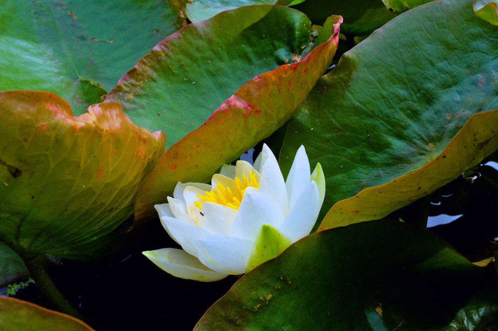 a white and yellow water lily in a pond