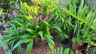 A collection of vibrant, lush green plants with long leaves in a garden setting, alongside clusters of bright pink flowers. The plants are potted in clay pots of various sizes, arranged on a bed of small brown pebbles.