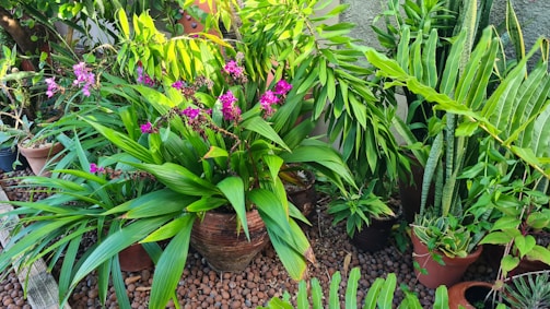 A collection of vibrant, lush green plants with long leaves in a garden setting, alongside clusters of bright pink flowers. The plants are potted in clay pots of various sizes, arranged on a bed of small brown pebbles.