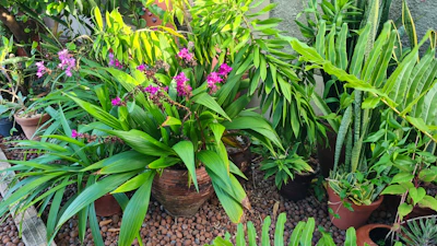 Close-up of vibrant, healthy plants arranged in a stylish outdoor setting with natural stone accents.