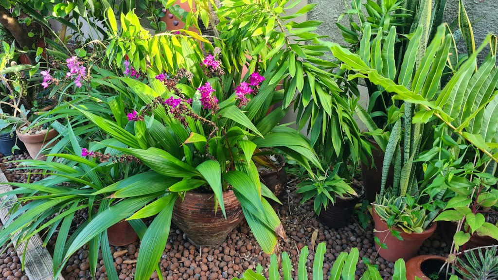 Terracotta Planting Pot