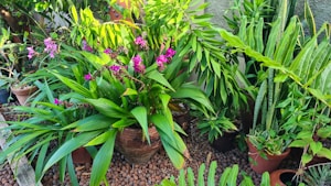 Terracotta Planting Pot