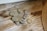 A collection of assorted coins, primarily euros, rests on a wooden surface next to a textured, woven mat. The table's grain adds a rustic feel to the setting.