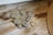A collection of assorted coins, primarily euros, rests on a wooden surface next to a textured, woven mat. The table's grain adds a rustic feel to the setting.