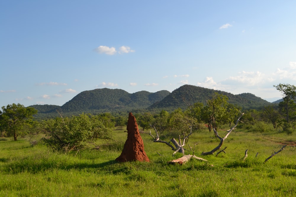 a grassy field with trees and mountains in the background