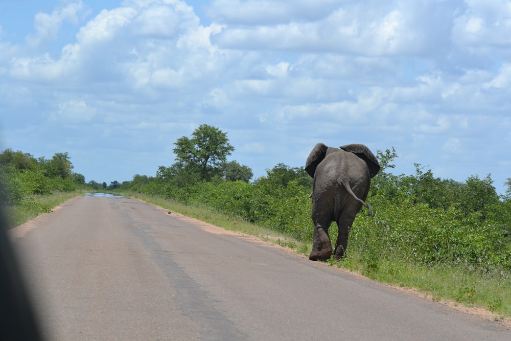 an elephant walking down the side of a road
