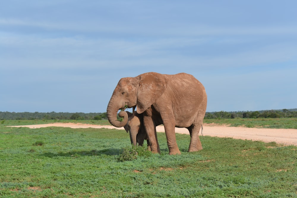 a large elephant standing on top of a lush green field