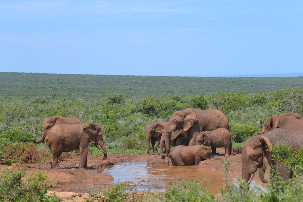 a herd of elephants standing next to a watering hole