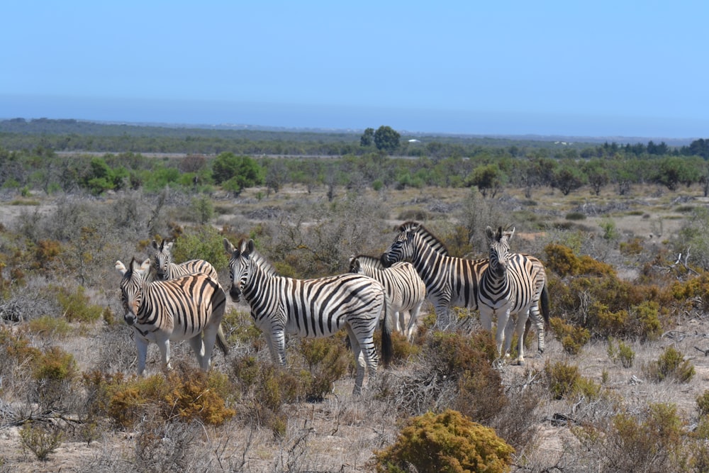 a herd of zebra standing on top of a dry grass field