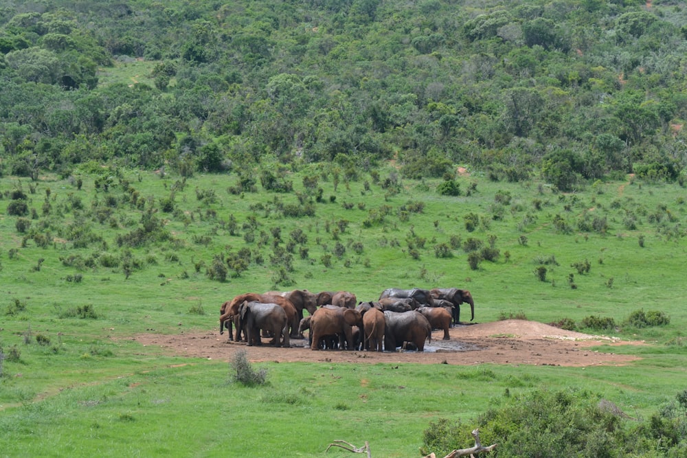 a herd of elephants walking across a lush green field