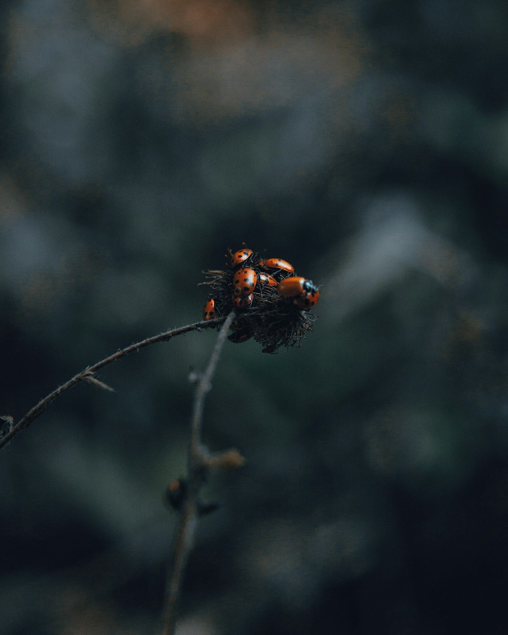 a couple of bugs sitting on top of a plant