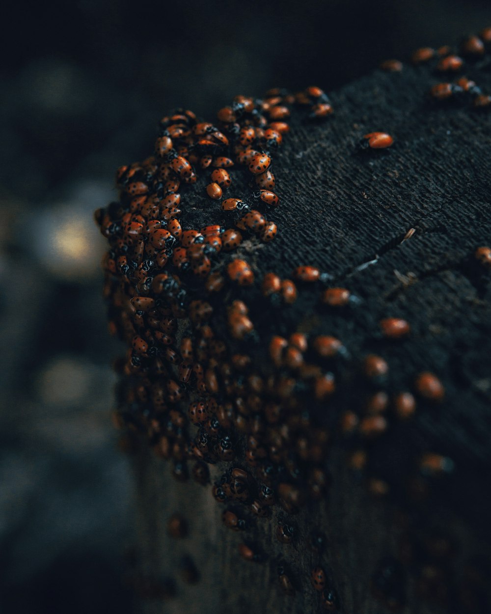 Eine Nahaufnahme eines Haufens Käfer auf einem Stück Holz