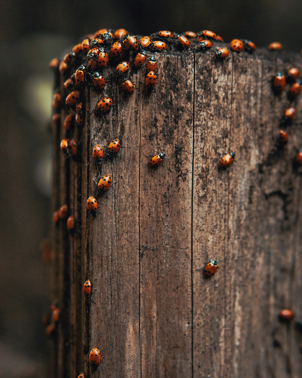 a wooden post with a bunch of bugs on it