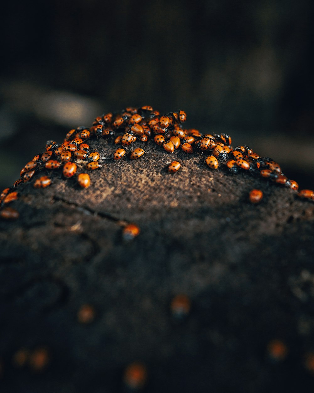 a pile of brown bugs sitting on top of a rock