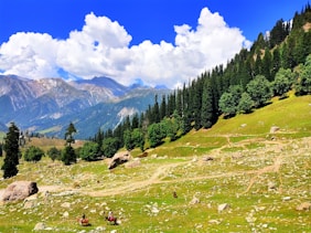 a group of people riding horses on a lush green hillside