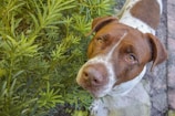 A brown and white dog with attentive eyes stands near lush green foliage. The dog's ears are perked up, and it appears to be looking directly at the camera. The surrounding environment includes a pathway made of stone tiles.