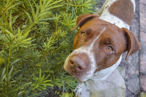 A brown and white dog with attentive eyes stands near lush green foliage. The dog's ears are perked up, and it appears to be looking directly at the camera. The surrounding environment includes a pathway made of stone tiles.