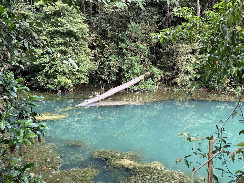 a body of blue water surrounded by trees