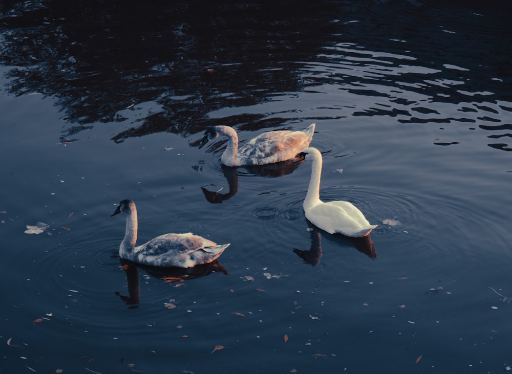 a group of swans swimming in a pond
