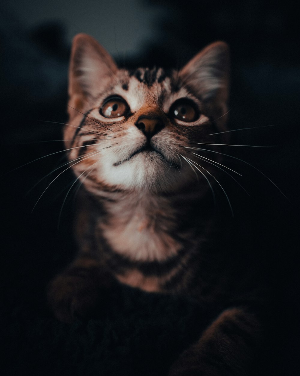 a cat looking up at the camera with a sad look on its face