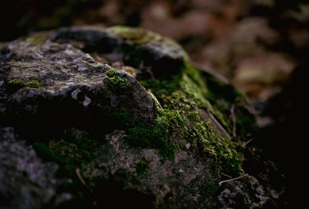 a moss covered rock in the woods