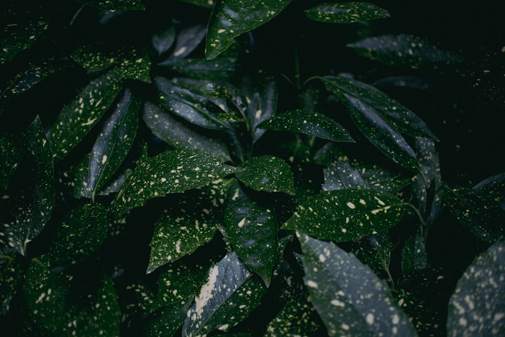 a close up of a plant with green leaves