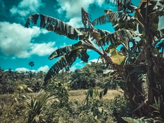 A lush banana plantation with tropical plants and a bright blue sky.