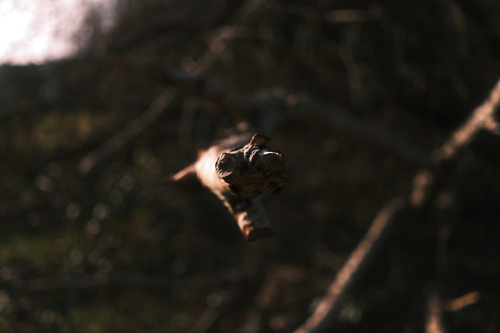 a close up of a tree branch with a blurry background