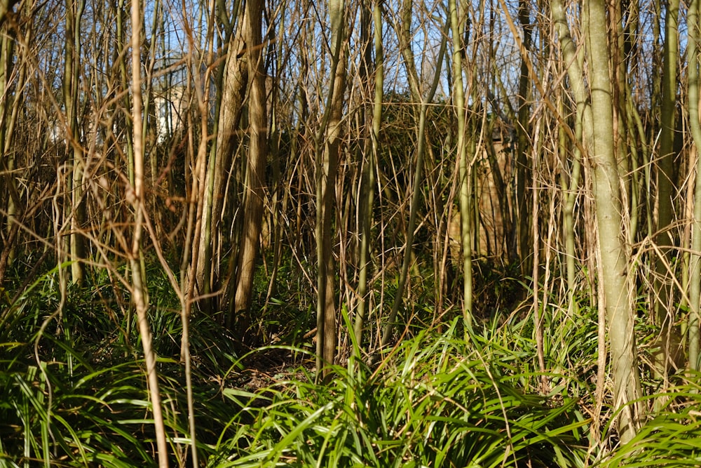 a forest filled with lots of tall green trees