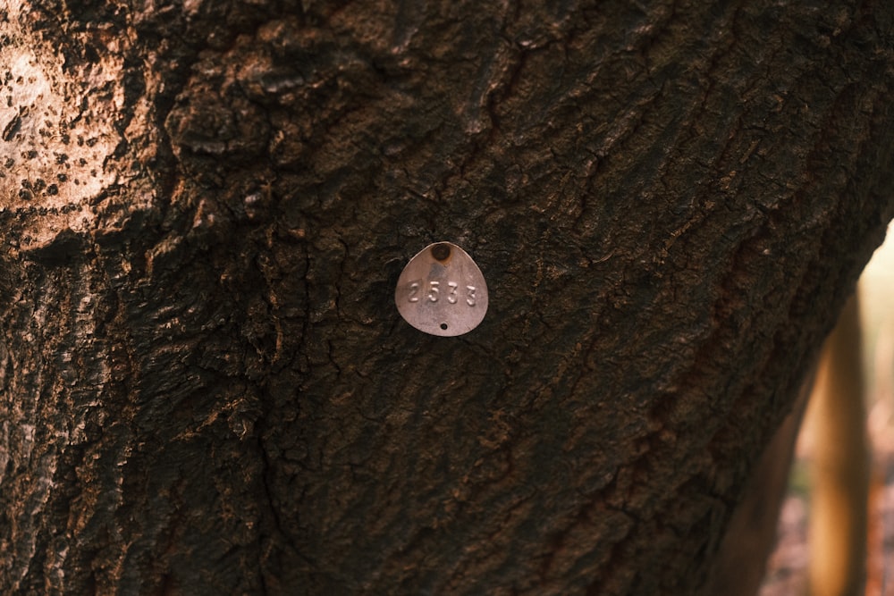 a tree with a metal tag attached to it