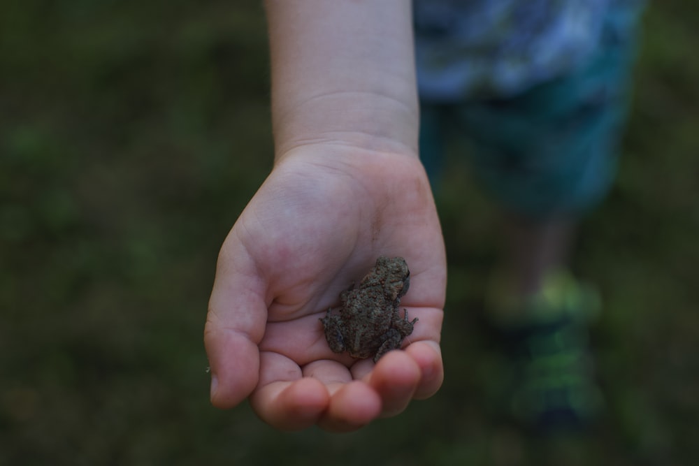 a person holding a small frog in their hand