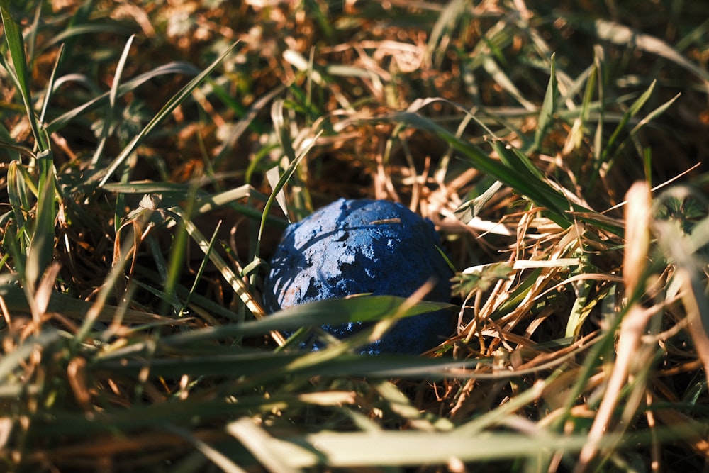 a blue ball is sitting in the grass