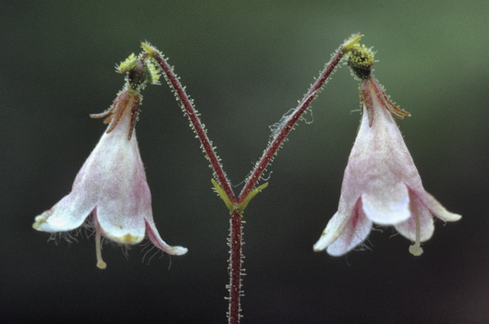 a close up of two flowers on a plant