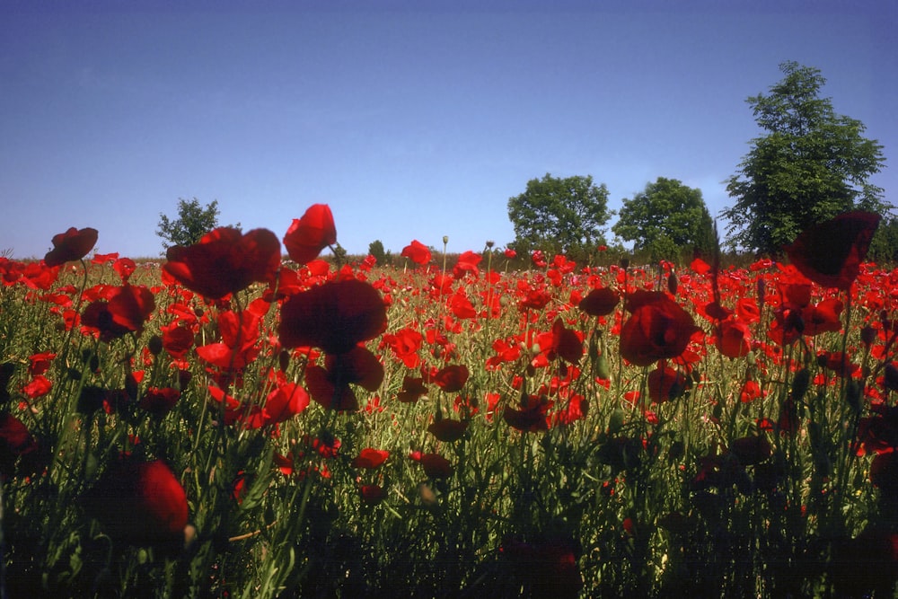 a field full of red flowers with trees in the background