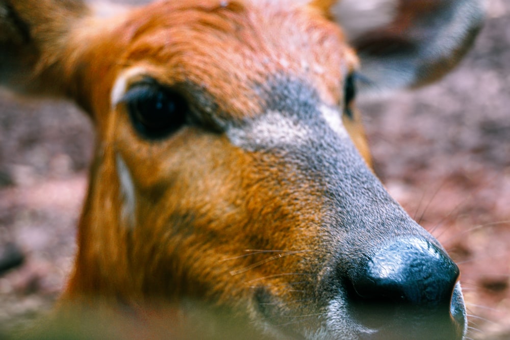 a close up of a deer's face with a blurry background