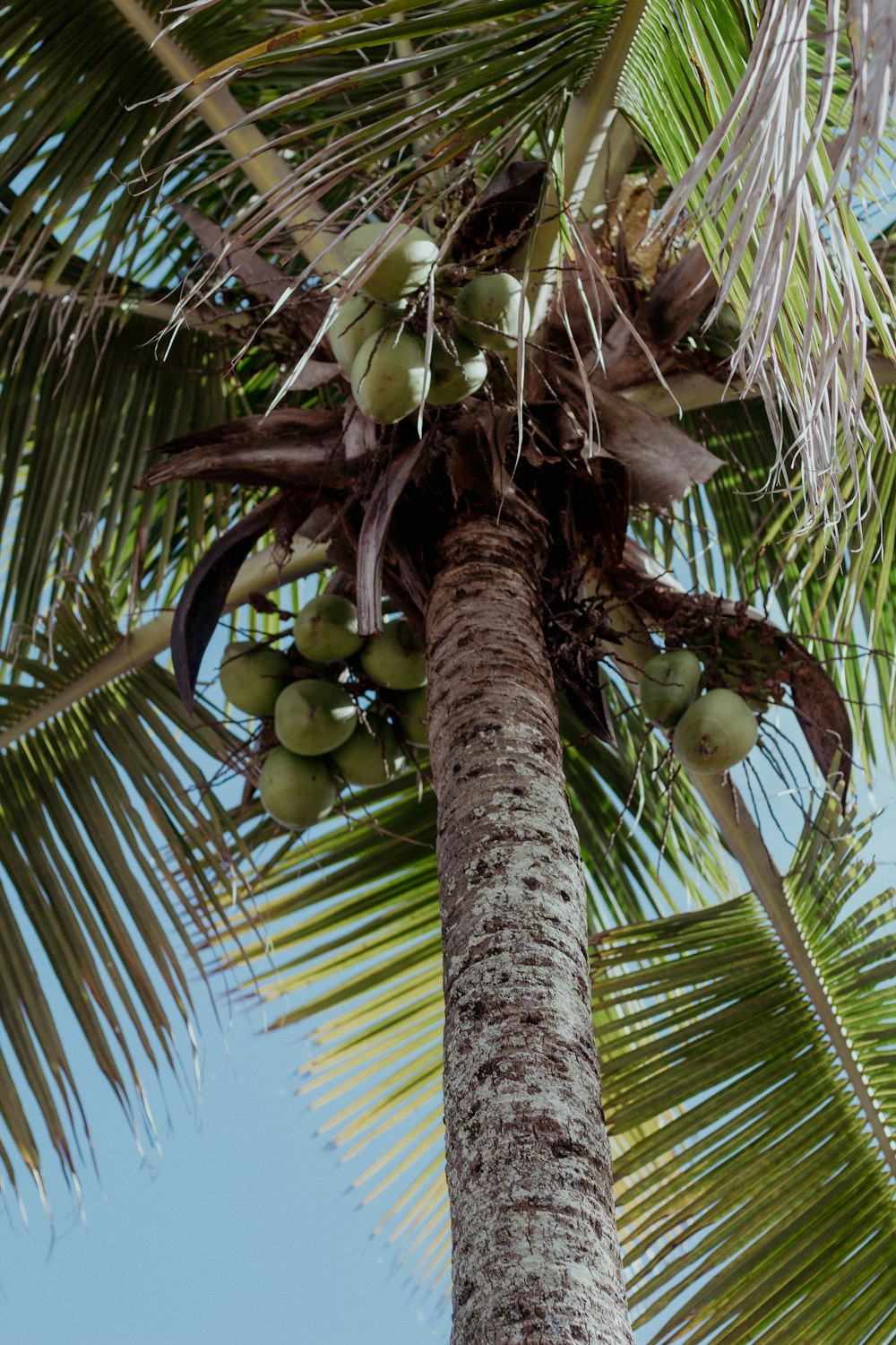 a palm tree with a bunch of fruit on it