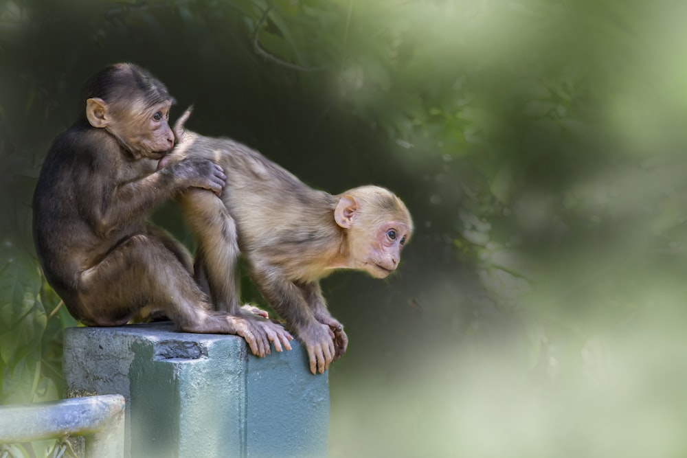 a couple of monkeys sitting on top of a cement wall