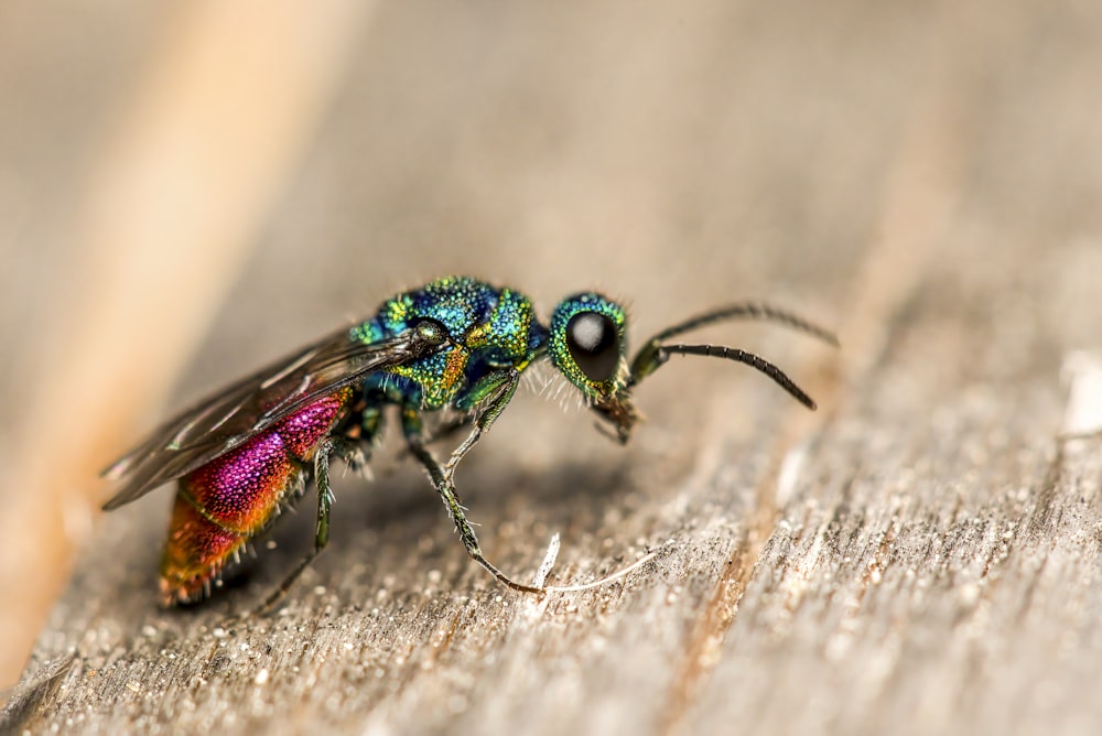 a close up of a colorful fly on a wooden surface