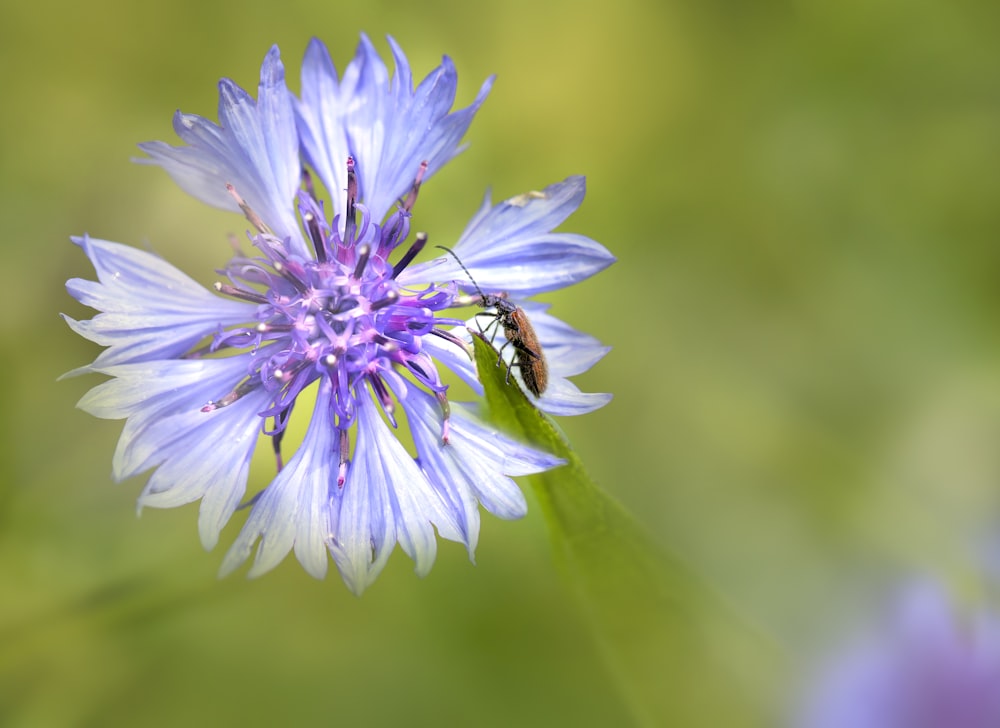 a blue flower with a bee on it