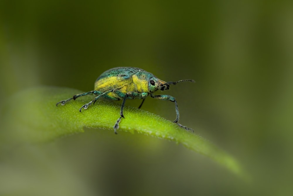 a green and yellow insect sitting on a green leaf