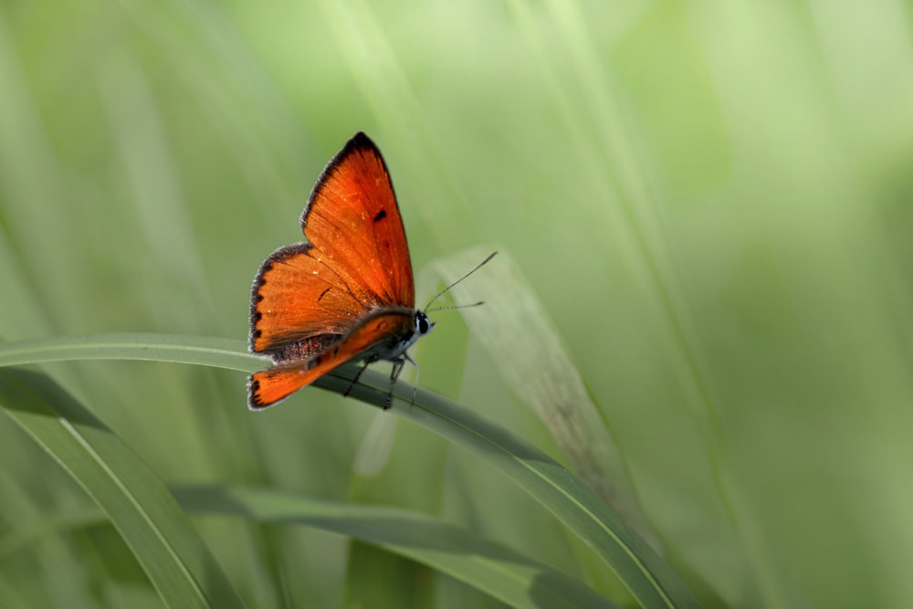 a small orange butterfly sitting on a blade of grass